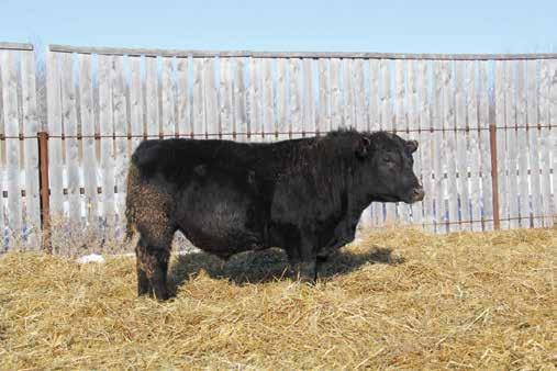 A long lineage of thick, stout sires in his ancestry will ensure that this bull will add extreme thickness to your calf crop with consistency.