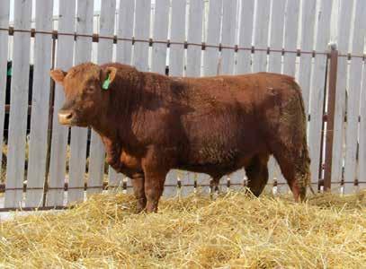 E a s y R e d S o n s 11 RED EDIE CREEK EASY 12D 11/04/2016 Reg#1947497 ECA 12D Sire: RED OCC EASY RED 868A RED PCC COLORADO HOBO Dam: RED EDIE CREEK RUBY 26U RED EDIE CREEK RUBY 120M * * BW: 68 Dam