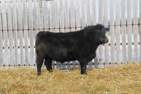 Plus with two shots of the legendary Black Angus female-maker, N Bar Emulation EXT in his pedigree, the daughters will make excellent cows.