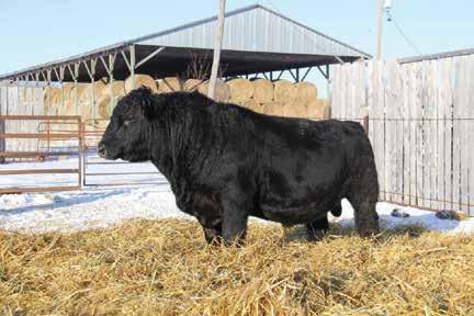 His dam had the perfect udder and was a pathfinder dam. Maternal brother kept in-herd, and others sold to a Purebred herd in Quebec (Ferme des Collines) & also a few commercial cattlemen in Manitoba.