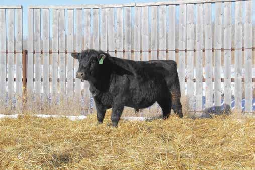 Dam ECA 3X has 3 daughters in our herd & sold a bull to Dave Wallach of Poplarfield, MB.