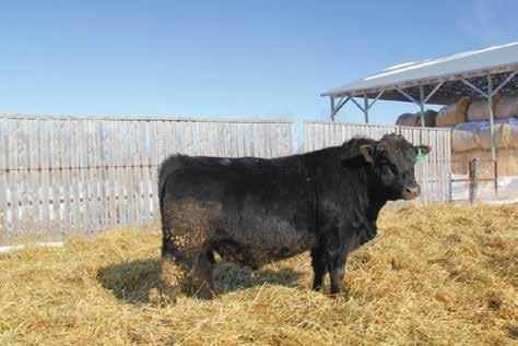 his progeny. He has looked the part of a herd bull since he was a young calf, with an early crest & heavy hind quarters.