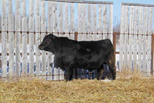 He ll sire calves with surprising weight due to their muscle thickness & density, many Edie Creek customers remark on that effect.