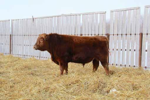 1 ww: 43 yw: 66 milk: 18 Here s an Easy Red son from a cow that worked long and hard here, retiring recently at age 13, leaving behind a daughter that was one of our nicest Red cows, plus 4 bulls