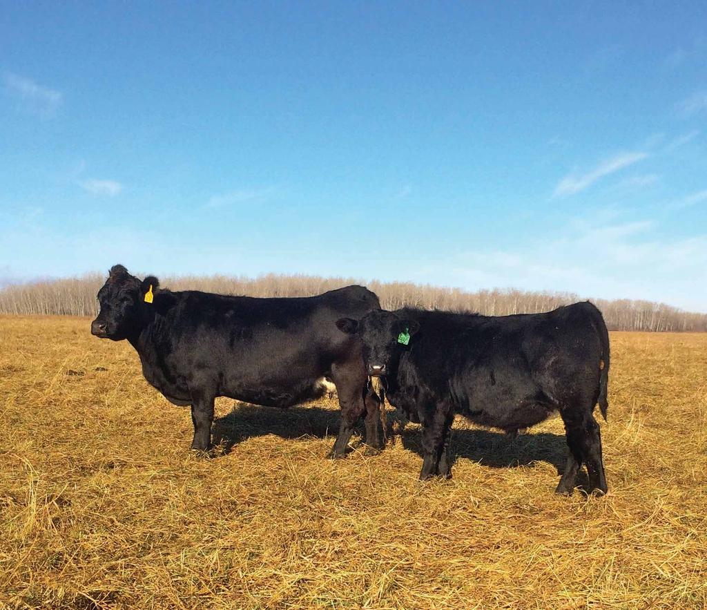 Is Cattle Financing Difficult? Prairie Gold Cattle Breeder Co-op Is offering effective breeder cattle Þnancing Competitive Loans up to $500,000 per member Bank s Prime + 1.