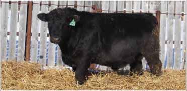 5 ww: 26 yw: 54 milk: 20 mat: 33 Solid 3-Generation OCC pedigree here, his OCC Legacy granddam 4735P (also the dam of 35) just retired at age 12, so decent longevity here.