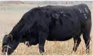 His dam has phenomenal-efficiency, fertility, perfect feet, udder and excellent mothering.