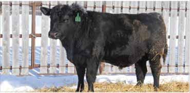 He is long, thick, and deep, and his pedigree is deep in excellent individuals, with grand-dam 633M producing until