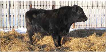 last year to Vee Tee Angus of Lloydminster, AB. 125C has extra rib shape with a moderate frame.