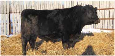 Dam 4804P was one of the best cows that walked off the pot-load from the original Crowfoot dispersal.