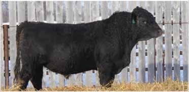 5893R is one of the best Moonshine daughters we have had here. She has raised many sale bulls and her daughters make it into the herd.