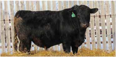 He will still calve easily on cows due to his shape & dam s light birthweight.