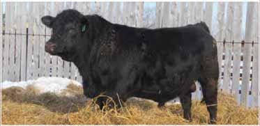 Should calve very easily on cows, & leave behind thick steer calves & nice daughters. The 518R daughters are a staple in our herd, easy to look at & reliably productive.