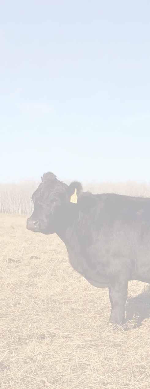 Is Cattle Financing Too Difficult? Prairie Gold Cattle Breeder Co-op Competitive Loans up to $500,000 per member Bank s Prime + 1.