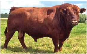 His calves have been explosive, and we are excited to build our Red Angus herd with his daughters.