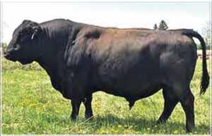 9 ww: 10 yw: 13 milk: 10 mat: 15 MH Tubby 56 was a sound-footed aggressive breeder. Pictured here at 10 years of age.
