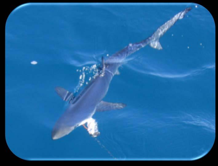 NOAA observer data Blue Sharks (Prionaces glauca) Most commonly caught shark in both the deep and shallow-set