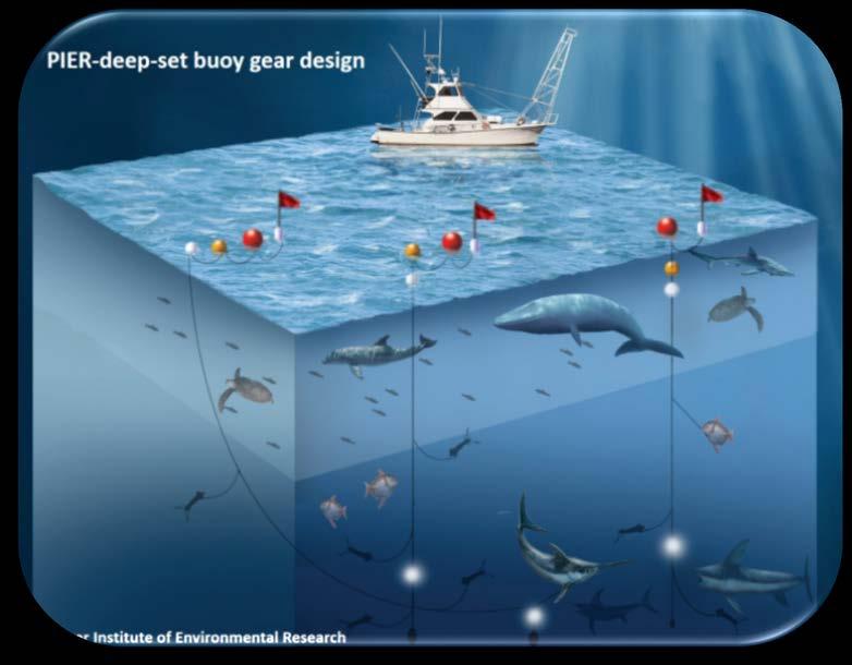 Fish Where Sharks are Not Removal of shallow hooks suggest potential to reduce epipelagic shark catch 14 Blue Shark Shallow-Set Nominal CPUE 12 10 8 6 4 2 0 83% lower Deep-Set 2004 2006 2004 2006