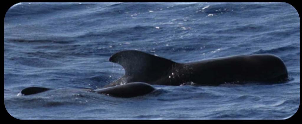 Marine Mammal Bycatch Mitigation Real time fleet communication (while at sea) Weak hooks (exploit different strengths of