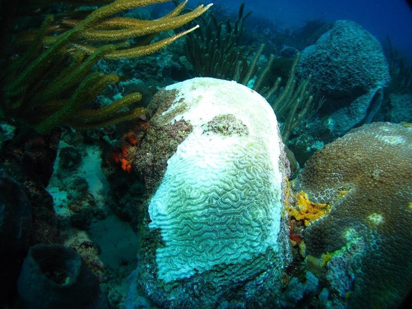 Bleaching of a maze coral (Meandrina meandrites). [http://www.ima.gov.