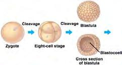 the two layers of tissue at the gastrula stage