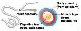 Body Cavity: The Coelom The coelom forms from tissue derived from