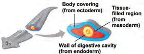 (outside) and endoderm (inside)  mesoderm ACOELOMATES: No true body