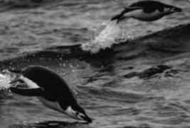 6 Penguins can spend months at sea without ever touching land. But like all birds they must breathe air. Penguins breathe by leaping out of the water like porpoises while swimming fast.