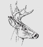 Any broken tine that is at least 1-inch long 3 1 4 Hunting Tips and How to Field Judge a Buck The antler point restriction regulations are designed to protect at least half of the yearling (1½-year