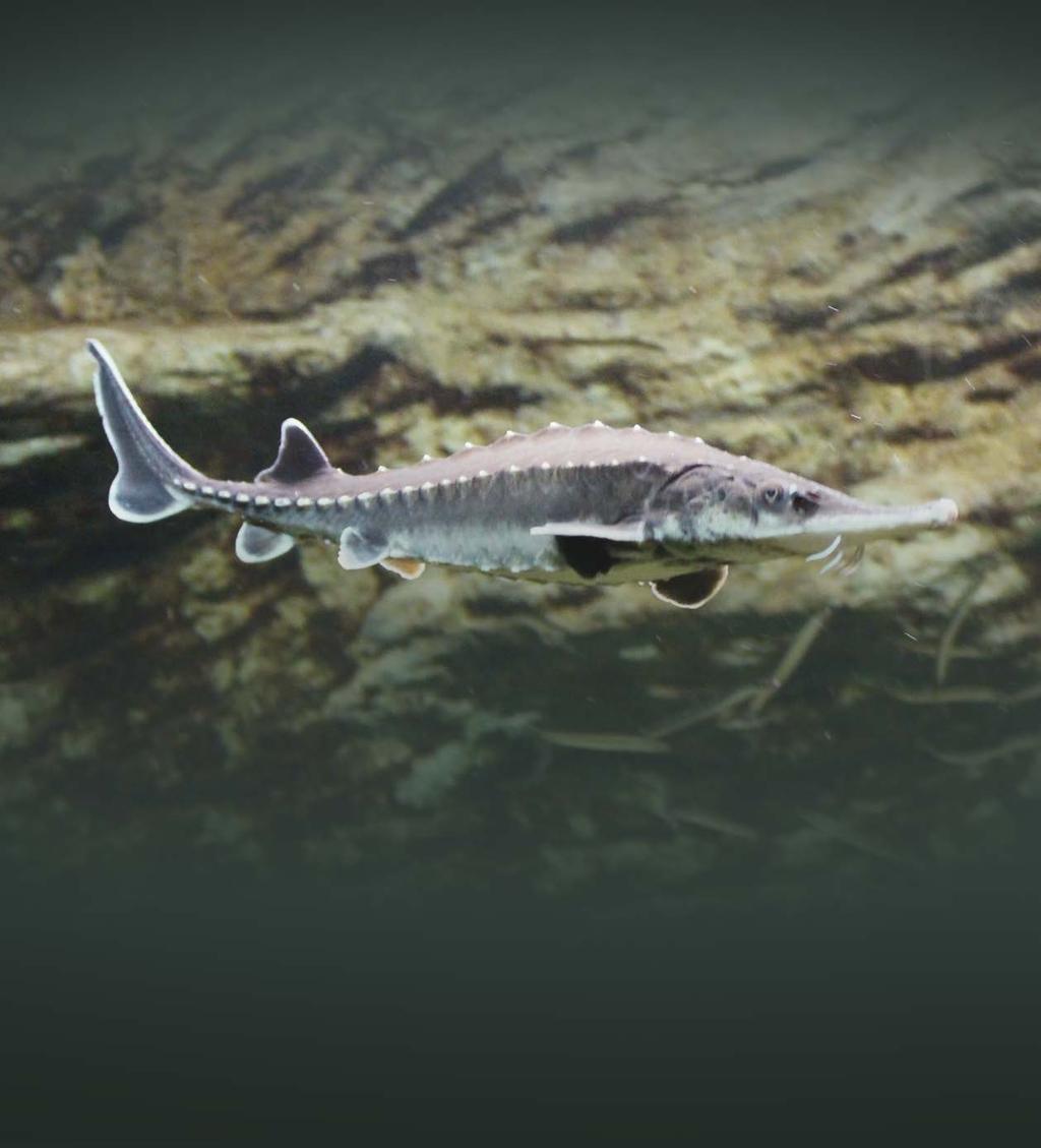 ATLANTIC STURGEON Consultations on listing under the Species at Risk Act Information summary and questionnaire for consultations on adding two Atlantic Sturgeon populations to the List of Wildlife