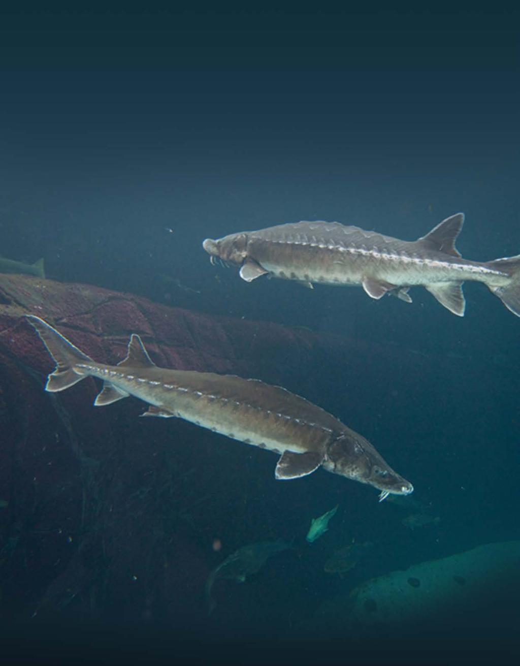 WHY were the St. Lawrence and Maritimes populations of Atlantic Sturgeon assessed as threatened?