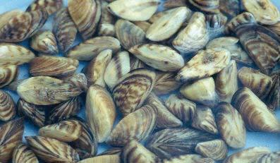 Hunting Gear New Mussel Threat 1. Complete the Basic Inspection and Cleaning checklist.