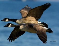 Vision of Waterfowl Chesapeake: Present and future generations will cherish the beauty of abundant waterfowl thriving in their habitat throughout the Chesapeake Bay Watershed and nearby coastal bays