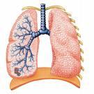 Biology 13A Lab #12: The Respiratory System Lab #12 Table of Contents: Expected Learning Outcomes.... 94 Introduction.
