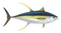 Regional catch and valueue 2016 total tuna catch 1.
