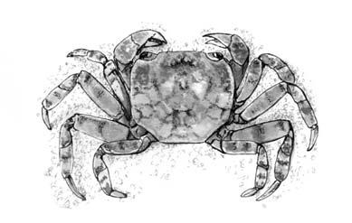 S altwater detective guide 3 Crabs Male Crab Male crabs have a triangular