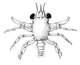 Habitat: swim in plankton MeDIUM SIZeD CRabS Hermit crab, Pagurus sinuatus