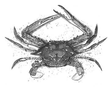 Size: 80 150 mm Habitat: sand or mudflats and ghost crab, Ocypode cordimana