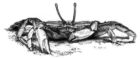 beaches LaRge SIZeD CRabS Swimming crab, Portunus pelagicus Description: their