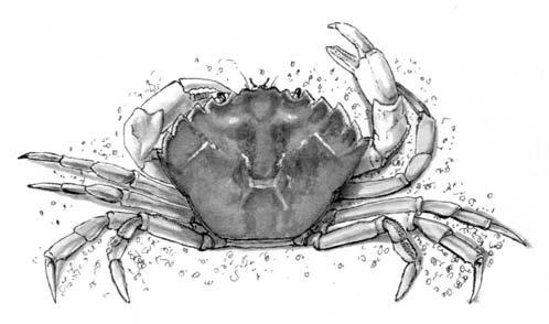 S altwater detective guide 4 MeDIUM SIZeD CRabS (continued) Spotted smooth shore crab, Paragraspsus