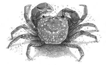 crab, greenish grey with light coloured limbs.