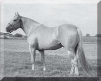 Twister is a total outcross on our Hesa Eddie Hancock mares which include some of the early day greats: Hollywood Gold, Eddie, Joe Hancock and Blue Rock.