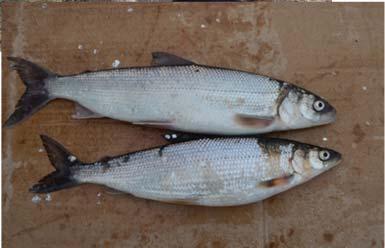 Cree fishermen recognise 2 types of cisco: Nuutamesaniyuu names (fished at Smokey