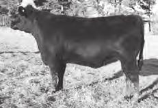 Exposed Heifers SCC Ms Total Vision 1592-158 SCC Ms Total Vision 1592 158 Birth Date: 10-8-2015 Cow 18550296 Tattoo: 1592 Pen: N3 #Bon View New Design 878 #Connealy Reflection Happy Grill of Conanga