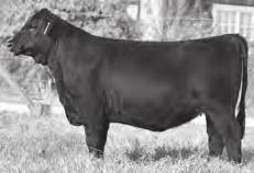 Exposed Heifers Sexton Complete 5S28-163 Sexton Complete 5S28 163 Birth Date: 10-20-2015 Cow +18457476 Tattoo: 5S28 Pen: N3 #Bon View New Design 1407 #+Vision HF Blackcap 0015 +44.