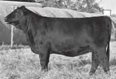 Exposed Heifers LFF Consensus 5077 [ DDC ] Sexton Objective 5S75 [ DDP ] Birth Date: 10-14-2015 Cow 18522579 Tattoo: 5077 Pen: N3 Birth Date: 12-2-2015 Cow +18566551 Tattoo: 5S75 Pen: 167 #KMK