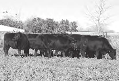 Commercial Heifers Commercial heifers from