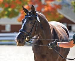 HORSE REGISTRATION AND MEMBERSHIP REQUIREMENTS FOR ELIGIBILITY (DSHB IN-HAND CLASSES) All horses must have either a USDF Lifetime Horse Registration (LHR) or USDF Horse Identification Number (HID),