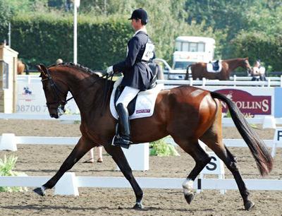 Suitable to Become a Dressage Horse Open to horses that have not competed in any test above the First Level that are under seven years of age.