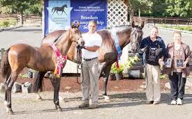 Ribbons and Awards Series Final Champion horses are